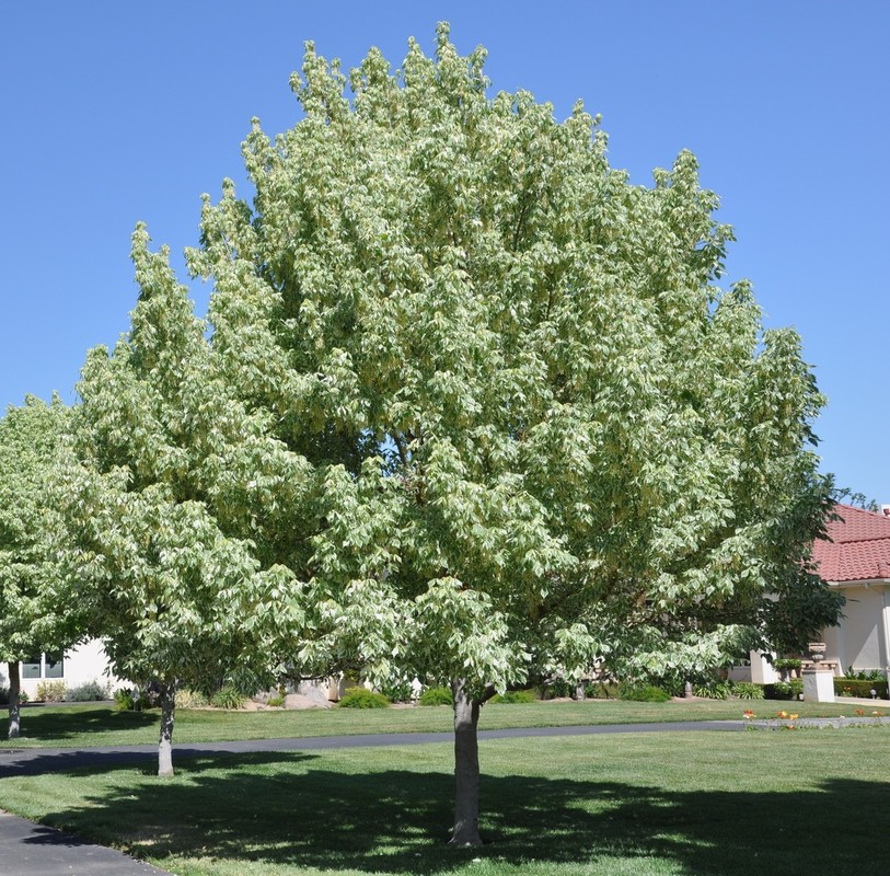 Acer negundo Variegatum.jpg
