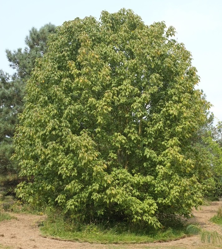 Acer negundo.jpg