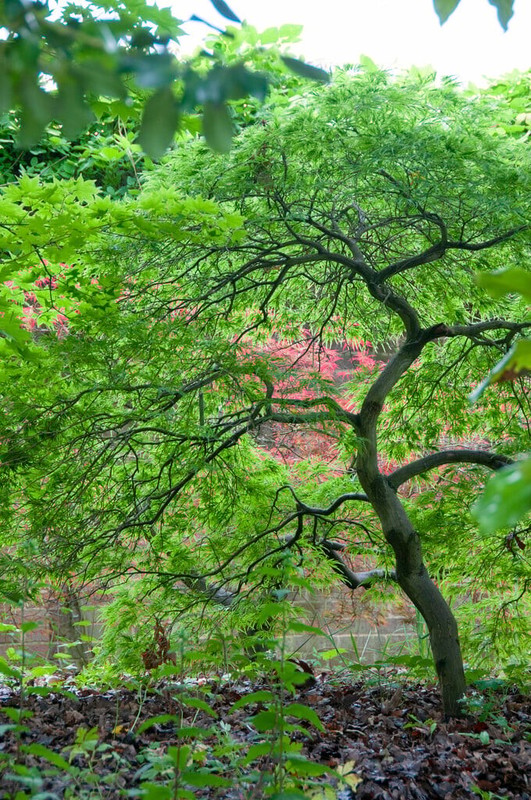 Acer palmatum 1.jpg
