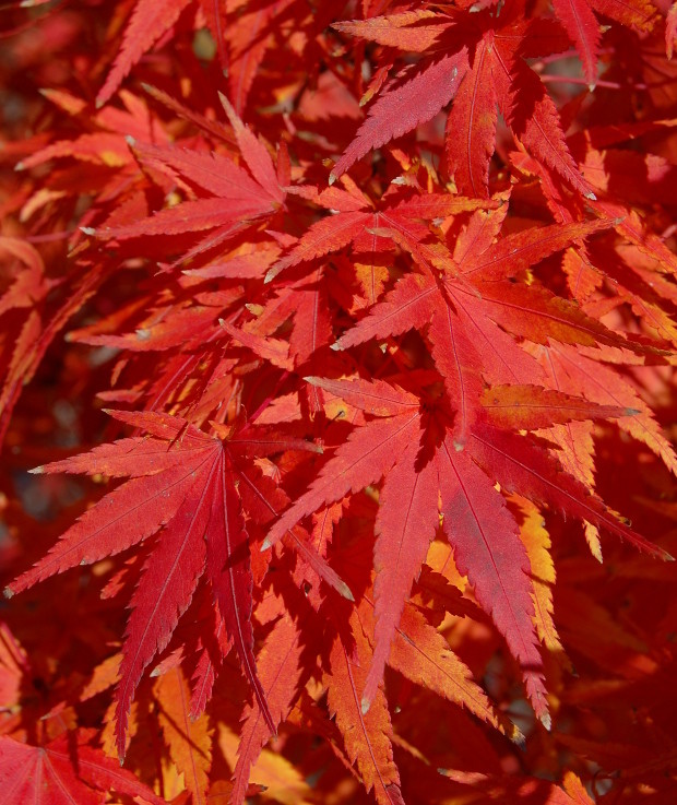 Acer palmatum 2.jpg