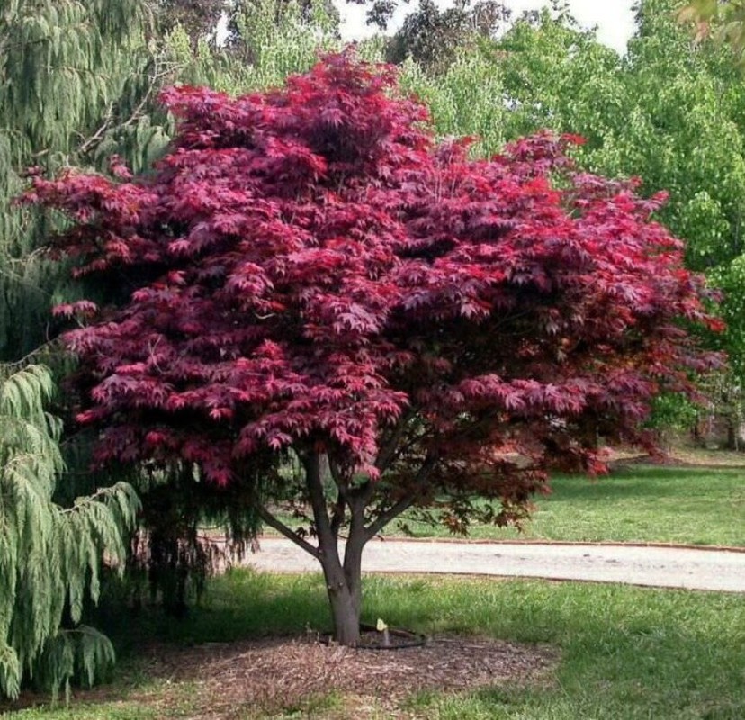 Acer palmatum Atropurpureum 1.jpg