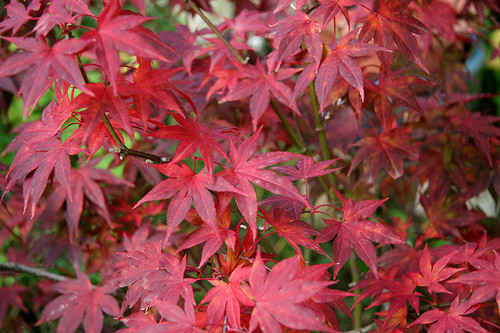 Acer palmatum Atropurpureum.jpg