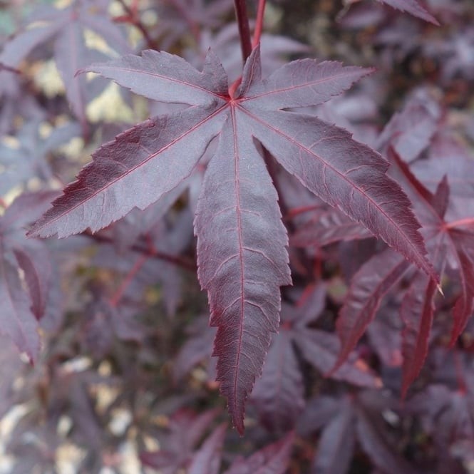 Acer palmatum Bloodgood 2.jpg