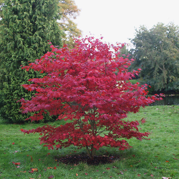 Acer palmatum Bloodgood 3.jpg