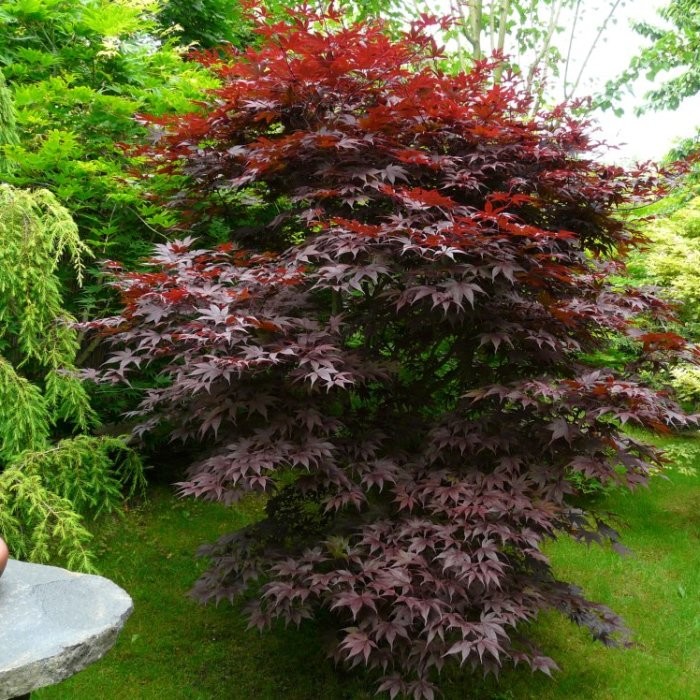 Acer palmatum Bloodgood.jpg