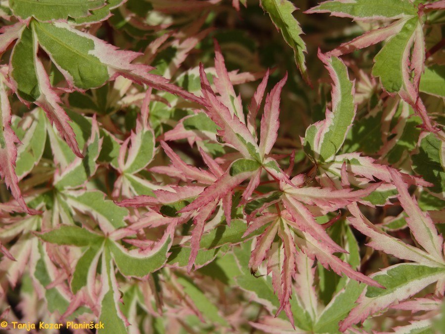 Acer palmatum Butterfly 1.jpg