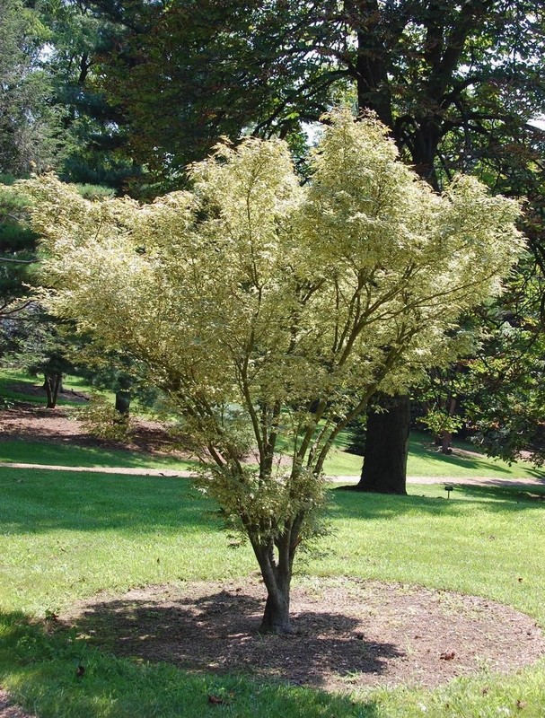 Acer palmatum Butterfly 2.jpg