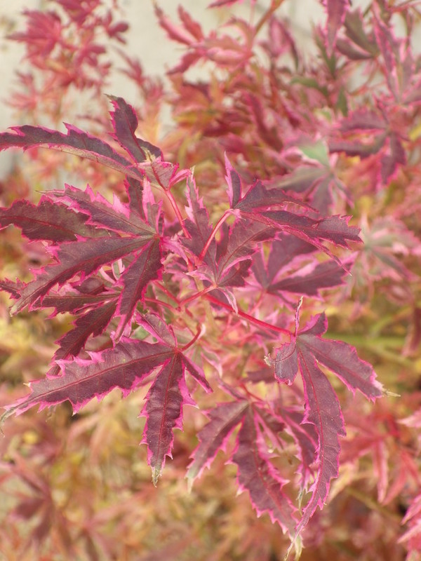 Acer palmatum Butterfly.jpg