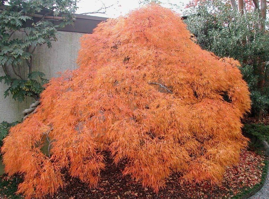 Acer palmatum Dissectum 1.jpg