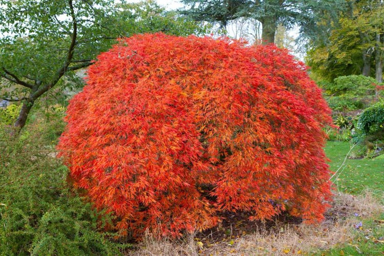 Acer palmatum Dissectum Atropurpureum 1.jpg