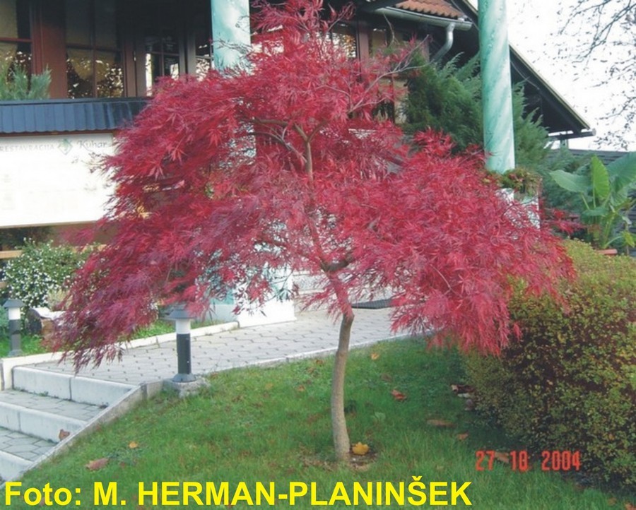 Acer palmatum Dissectum Atropurpureum 2.jpg