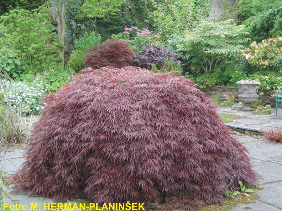 Acer palmatum Dissectum Atropurpureum.jpg