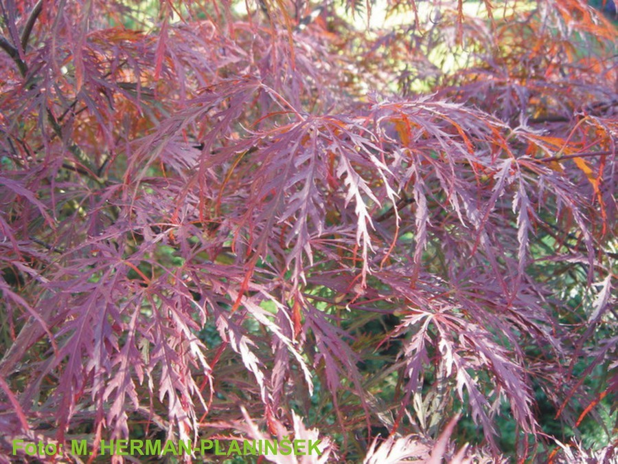 Acer palmatum Dissectum Garnet 1.jpg