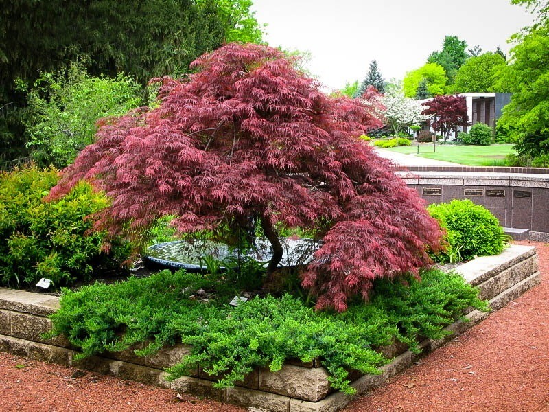 Acer palmatum Dissectum Garnet.jpg