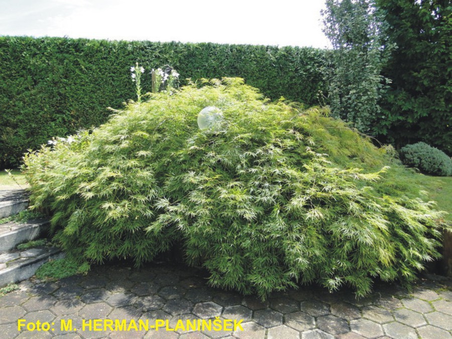 Acer palmatum Dissectum.jpg