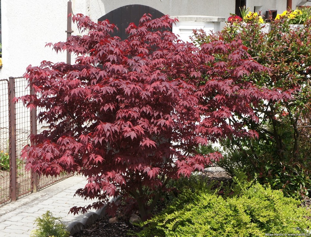 Acer palmatum Fireglow 2.jpg