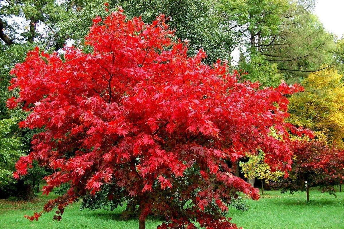 Acer palmatum Fireglow.jpg