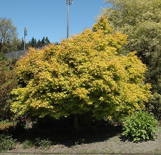 Acer palmatum Katsura 1.jpg