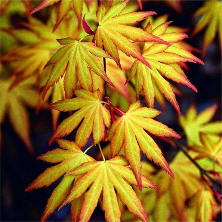 Acer palmatum Katsura.jpg
