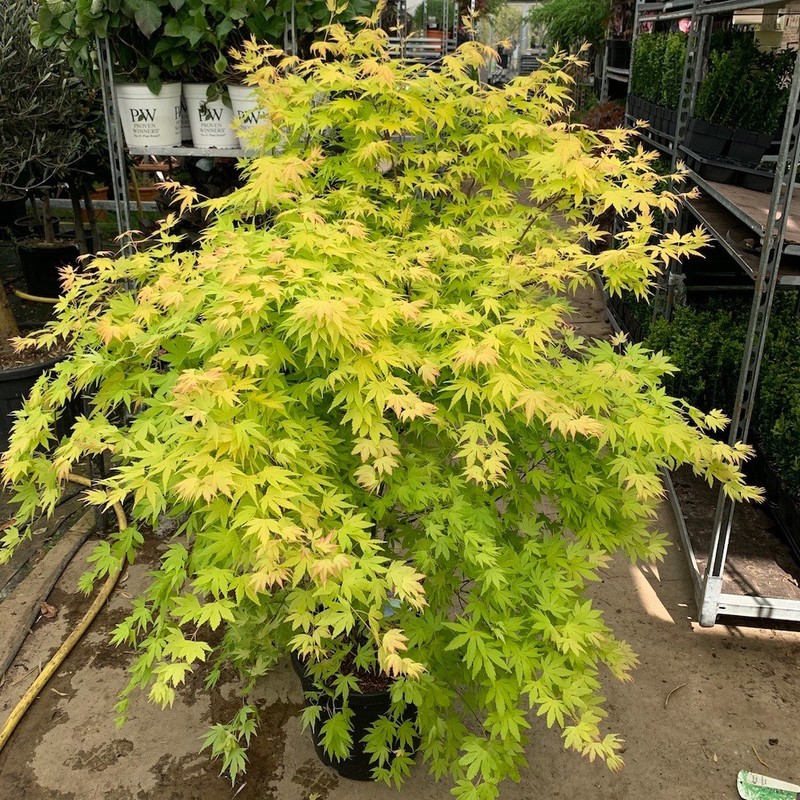 Acer palmatum Orange Dream 1.jpg