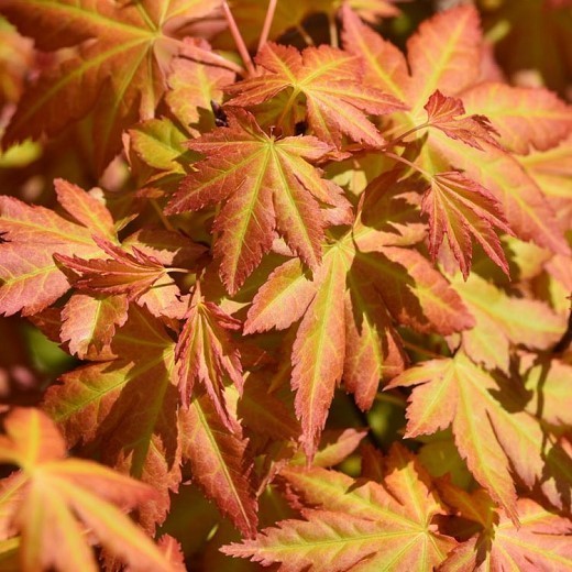 Acer palmatum Orange Dream 2.jpg