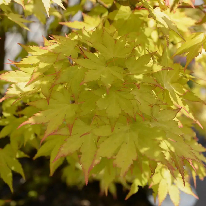 Acer palmatum Orange Dream.jpg