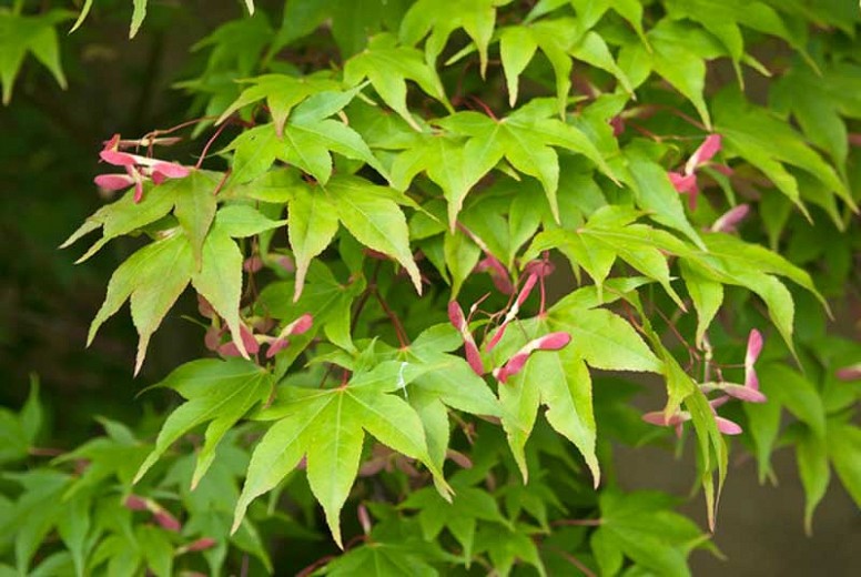 Acer palmatum Osakazuki 1.jpg