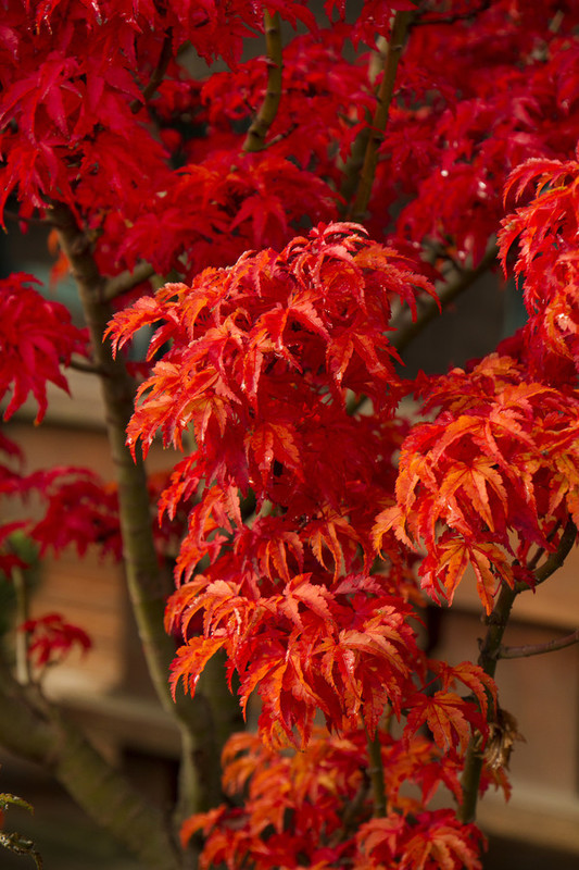 Acer palmatum Shishigashira 1.jpg