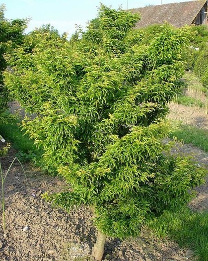 Acer palmatum Shishigashira.jpg