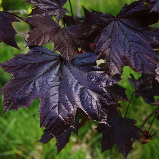 Acer platanoides Crimson King 1.jpg