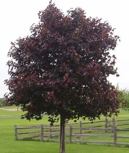 Acer platanoides Crimson King.jpg