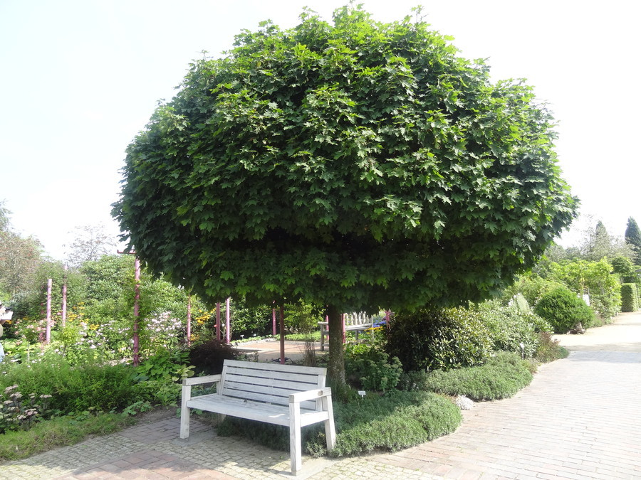 Acer platanoides Globosum.jpg