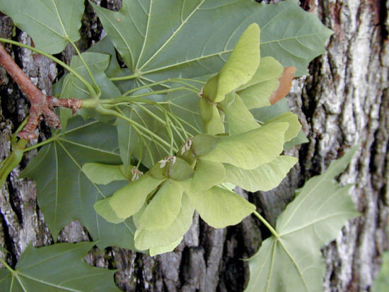 Acer platanoides.jpg