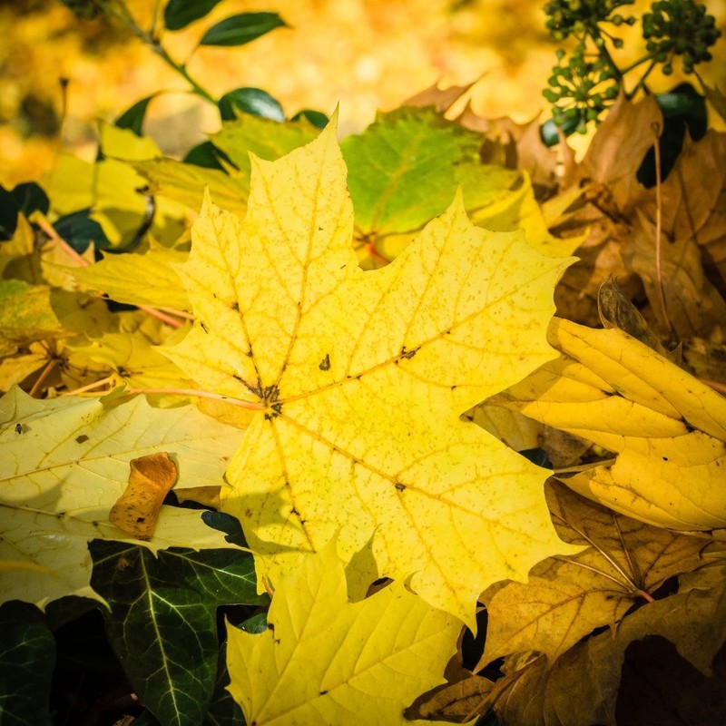 Acer pseudoplatanus 2.jpg