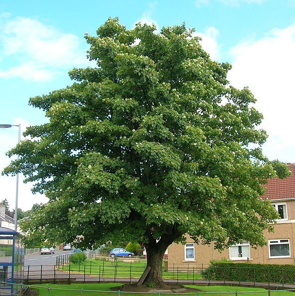 Acer pseudoplatanus.jpg