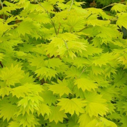 Acer shirasawanum Aureum 1.jpg