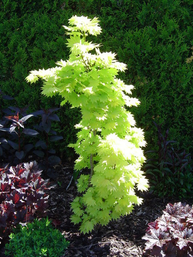 Acer shirasawanum Aureum.jpg