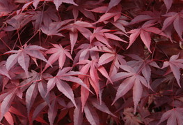 Acer palmatum 'Fireglow' - rdečelistni japonski javor