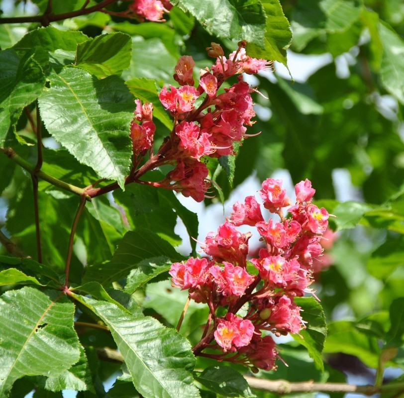 Aesculus carnea Briotii 1.jpg