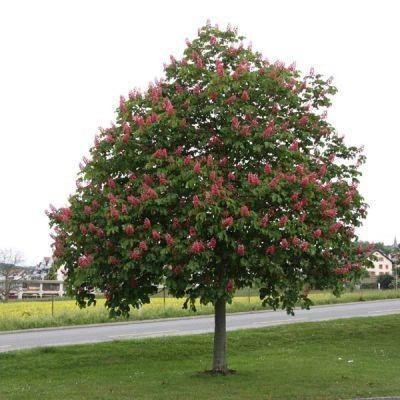 Aesculus carnea Briotii.jpg