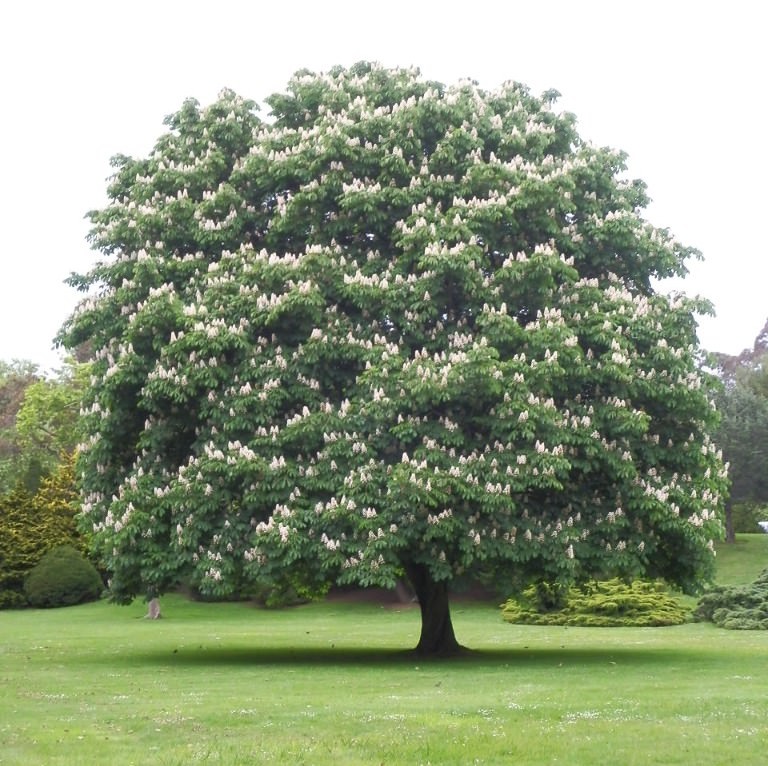Aesculus hippocastanum 1.jpg