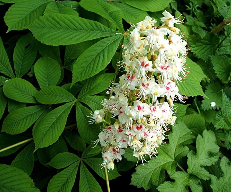 Aesculus hippocastanum 2.jpg