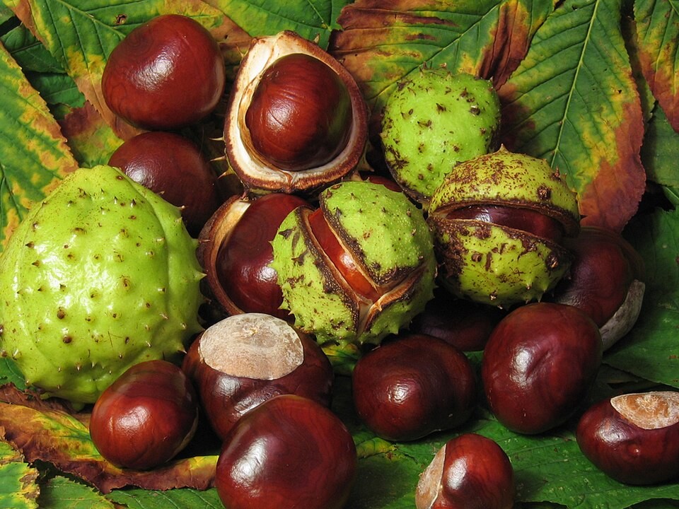 Aesculus hippocastanum.jpg