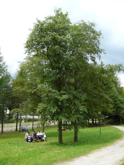 Alnus incana 1.jpeg