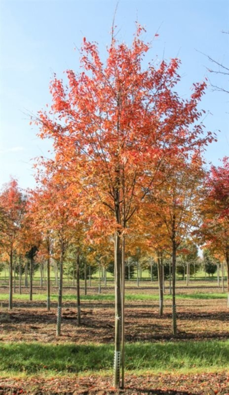 Amelanchier arborea Robin Hill 1.jpeg