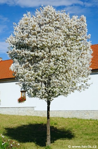 Amelanchier arborea Robin Hill.jpeg