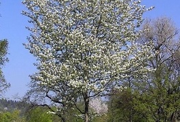 Amelanchier arborea 'Robin Hill' - šmarna hrušica