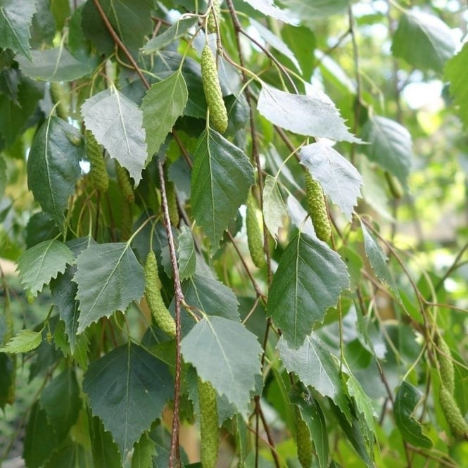 Betula pendula 1.jpg