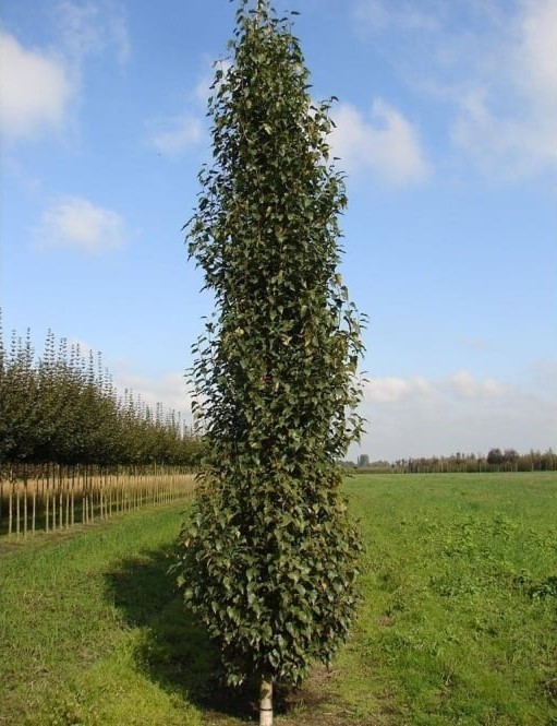 Betula pendula Fastigiata.jpg
