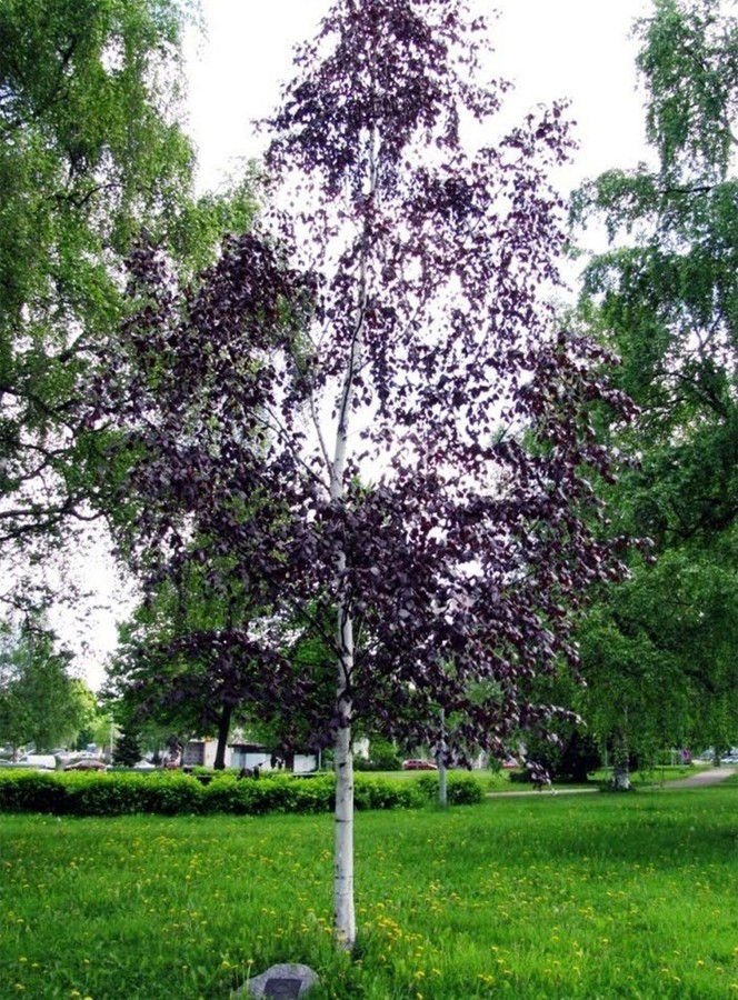 Betula pendula Purpurea 1.jpg